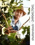 Man, farmer and wine estate with harvesting grapes in vineyard for winemaking, viticulture and winery. Male person, farm and fruit in agriculture, sustainability and horticulture for pruning in Italy