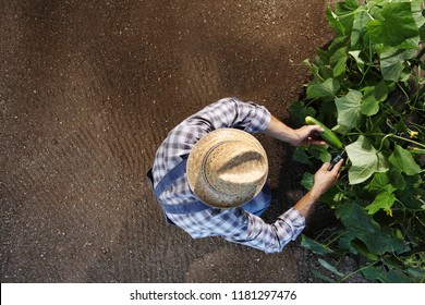 Man Farmer Working In Vegetable Garden, Collects A Cucumber, Top View And Copy Space Template