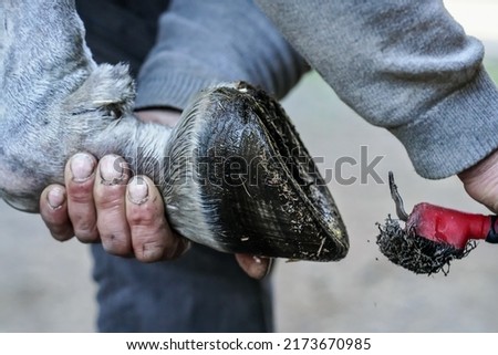 Man farrier using pick knife tool to clean horse hoof, before applying new horseshoe. Closeup up detail to hands holding wet animal feet