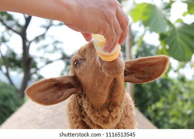 Man Feeding Baby Sheep 