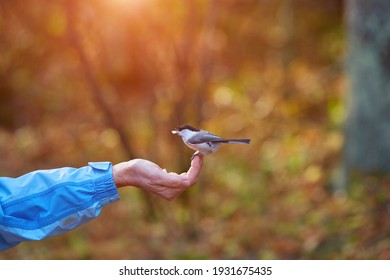 man feeding bird with the hands of grain in the Park