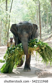 Man Feeding The Elephant At Kottoor, Kappukadu Elephant Rehabilitation Centre, 24 October 2016, Kerala, India