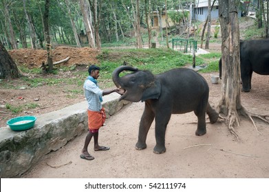 Man Feeding The Elephant At Kottoor, Kappukadu Elephant Rehabilitation Centre, 24 October 2016, Kerala, India