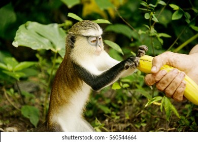 Man Feeding Mona Monkey