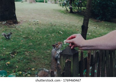 Man Feeding Piece Bread Squirrel Holland Stock Photo 1769460467