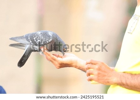 Man feeding pigeon from his hand at Qurum beach in Muscat city, Sultanate of Oman 