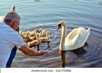 A Man Feeding Swans Family