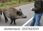 man feeding wild boars, forest, interaction with wild animals, nature, outdoor activities, animal care, wild animals, countryside, feeding time, human-animal relationships, wildlife photography, conse