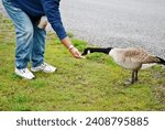 A man feeding a wild Canadian goose in a park.