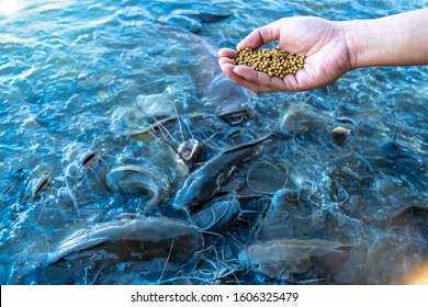 a man feeds a lot of big catfish in the pond by hand