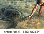 The man feeds a bunch of brown algae Big olive turtle in the water on the coast of the Turtle Beach in Hikkaduwa, Sri Lanka in the Indian Ocean