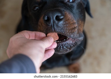 Man feeds chewable tablet to fleas and ticks to his pet. An oral veterinary drug is placed by hand into the open mouth Rottweiler. Large black dog sits on the floor of a living room. Selective focus