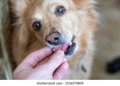 A man feeds a chewable tablet to fleas and ticks to his pet. A veterinary drug for oral use. Hand placed in the open mouth of a female mixed breed. Close-up. Selective focus. - Powered by Shutterstock