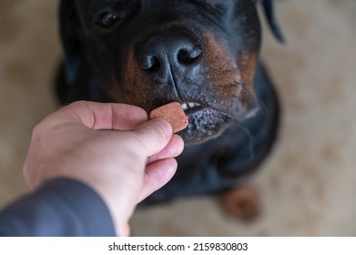Man feeds chewable tablet to fleas and ticks to his pet. An oral veterinary drug is placed by hand into the open mouth Rottweiler. Large black dog sits on the floor of a living room. Selective focus - Shutterstock ID 2159830803