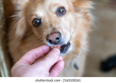 A man feeds a chewable tablet to fleas and ticks to his pet. A veterinary drug for oral use. Hand placed in the open mouth of a female mixed breed. Close-up. Selective focus. - Powered by Shutterstock