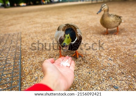A man feeds a duck from his hands in a city park. The funny duck cheers up.