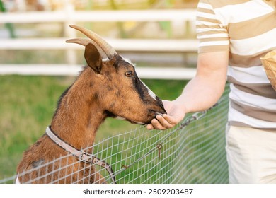 A man feeds a goats in a petting zoo. Be closer to animals and nature. Focus on the goat. Selective focus - Powered by Shutterstock