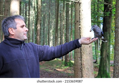 A man feeds a pine jay in the forest
