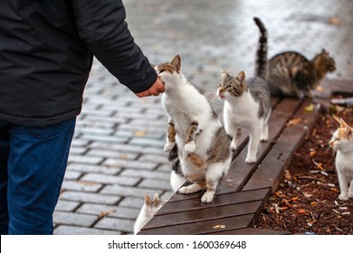 man feeds stray cats people 260nw 1600369648