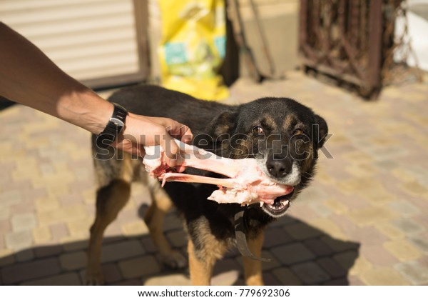 raw dog leash