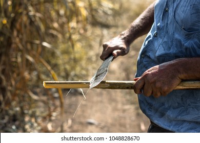 Man Field Worker Chipping Or Cutting Sugar Cane Crop In Veracruz Mexico