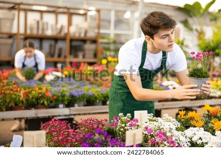 Man flower shop worker changes arrangement of pots with armeria and improves appearance of window