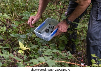 Man Foraging For Blackberries In The Woods