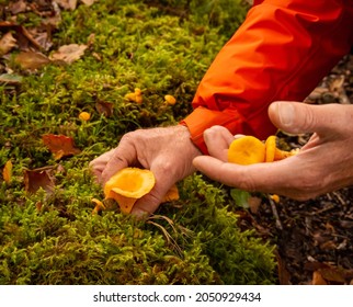 Man Foraging For Chanterelle Mushrooms In Woodland