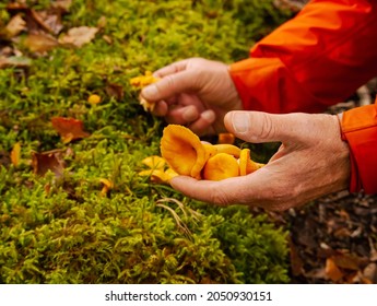 Man Foraging For Chanterelle Mushrooms In Woodland