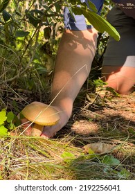 Man Foraging For Edible Mushrooms In The Forest