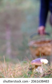 Man Foraging For Mushrooms In The Bush With Basket And Straw