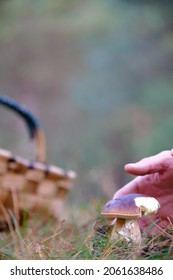 Man Foraging For Mushrooms In The Bush With Basket And Straw