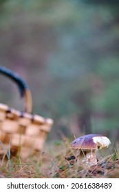 Man Foraging For Mushrooms In The Bush With Basket And Straw