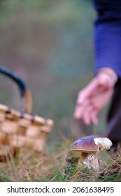 Man Foraging For Mushrooms In The Bush With Basket And Straw