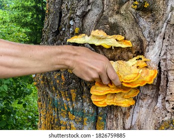 Man Foraging Sulphur Shelf Mushrooms From A Tree For Cooking