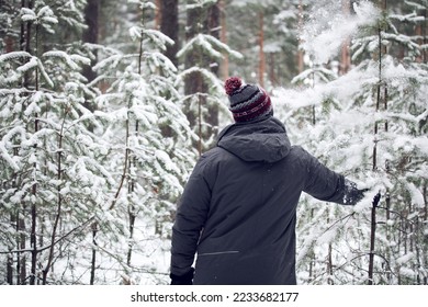a man in the forest knocks snow from a pine tree. winter nature.