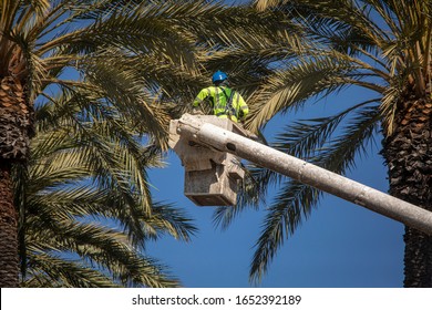 Man in forestry bucket trimming large date palm tree against blue sky