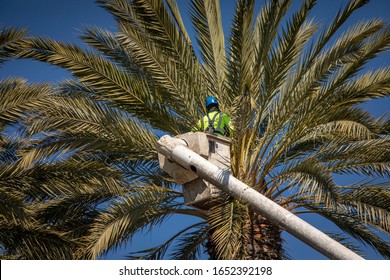 Man in forestry bucket trimming large date palm tree against blue sky