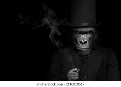 Man in the form of a Gorilla mammal , The Gorilla person , animal face isolated black white