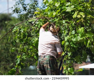 Man In The Garden Caring For Plants - Crop Breeding