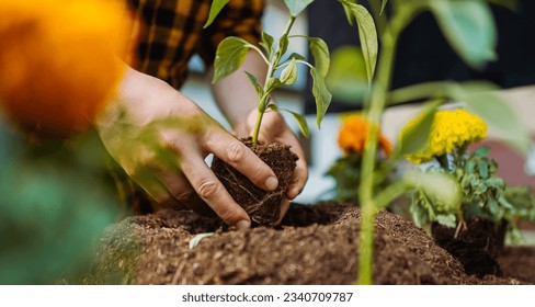 Man in garden planting green plants and flowers. Gardening concept