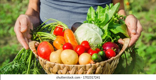 A man in the garden with vegetables in his hands. Selective focus. nature. - Shutterstock ID 1702317241