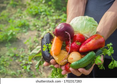 A man in the garden with vegetables in his hands. Selective focus. nature.