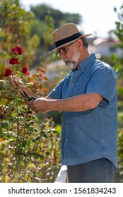 Man Gardener Cut Or Trim Rose Bush With Pruning Tool In The Garden Outdoors 