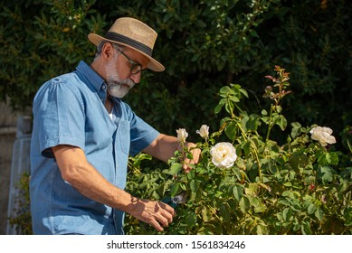 Man Gardener Cut Or Trim Rose Bush With Pruning Tool In The Garden Outdoors 