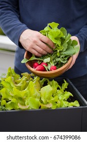 Man Gardener Picking Salad And Radish From Vegetable Container Garden On Balcony