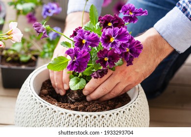 Man Gardener Planting Pansy, Lavender Flowers In Flowerpot In Garden On Terrace