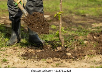 Man Gardener In Rubber Boots Buries Young Fruit Tree Seedling With Shovel In Garden On Sunny Spring Day. Warm Weather For Planting Trees Closeup