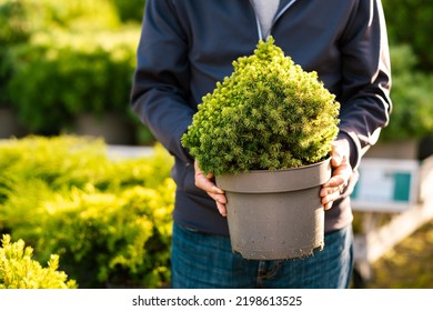 man gardener shopping in garden center, buying Dwarf Conifer plants in pot
