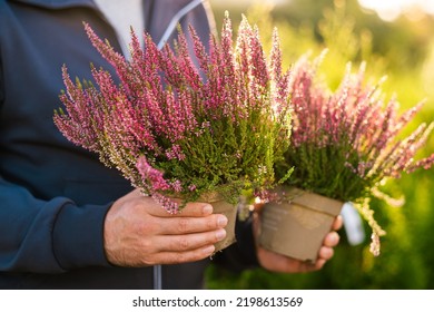 Man Gardener Shopping In Garden Center, Buying Calluna Flower